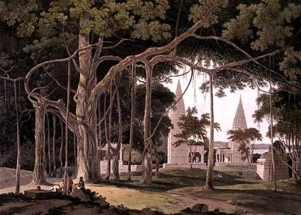 Agouree