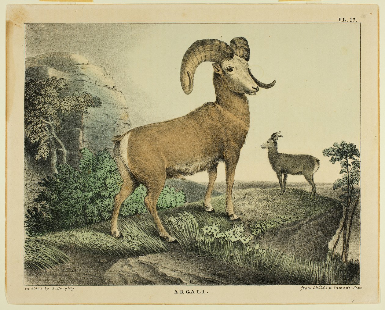 argali by Thomas Doughty