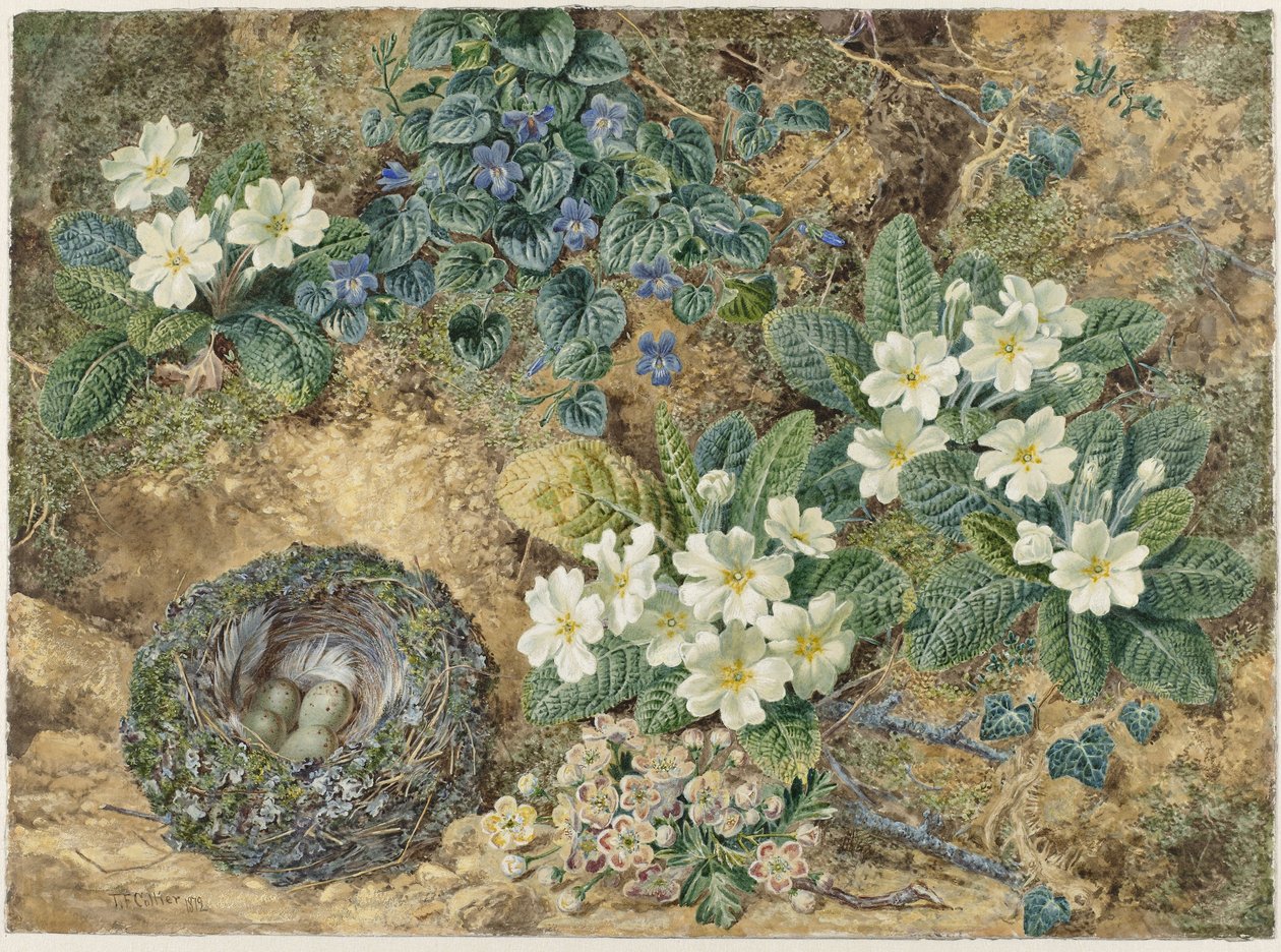Bir kuş yuvası, menekşeler, çuha çiçeği ve elma çiçeği natürmort by Thomas Frederick Collier