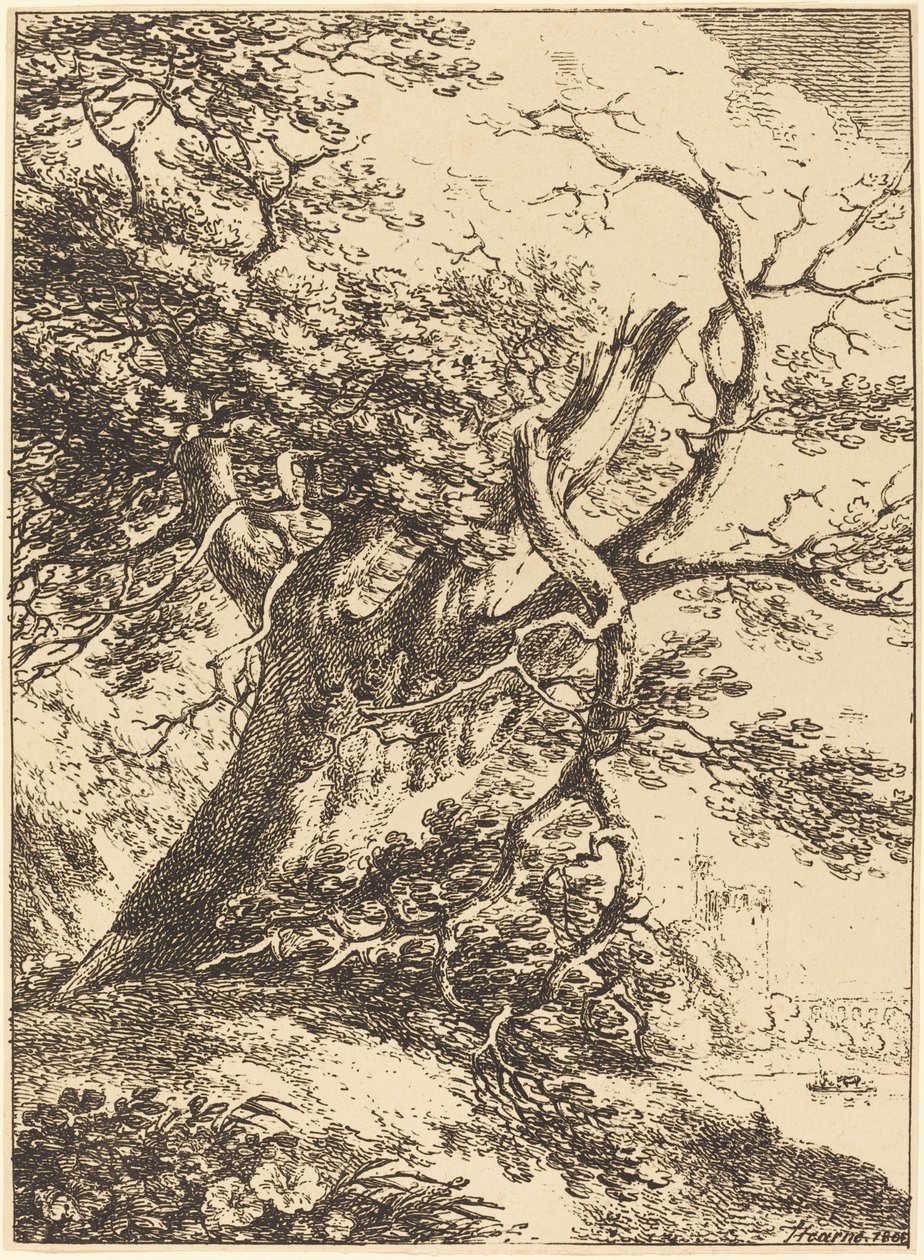 yaşlı ağaç by Thomas Hearne