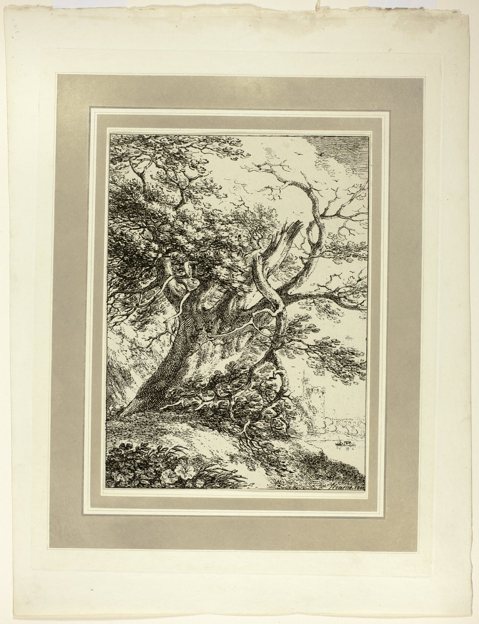 Old Tree, Numunelerin Polyautography