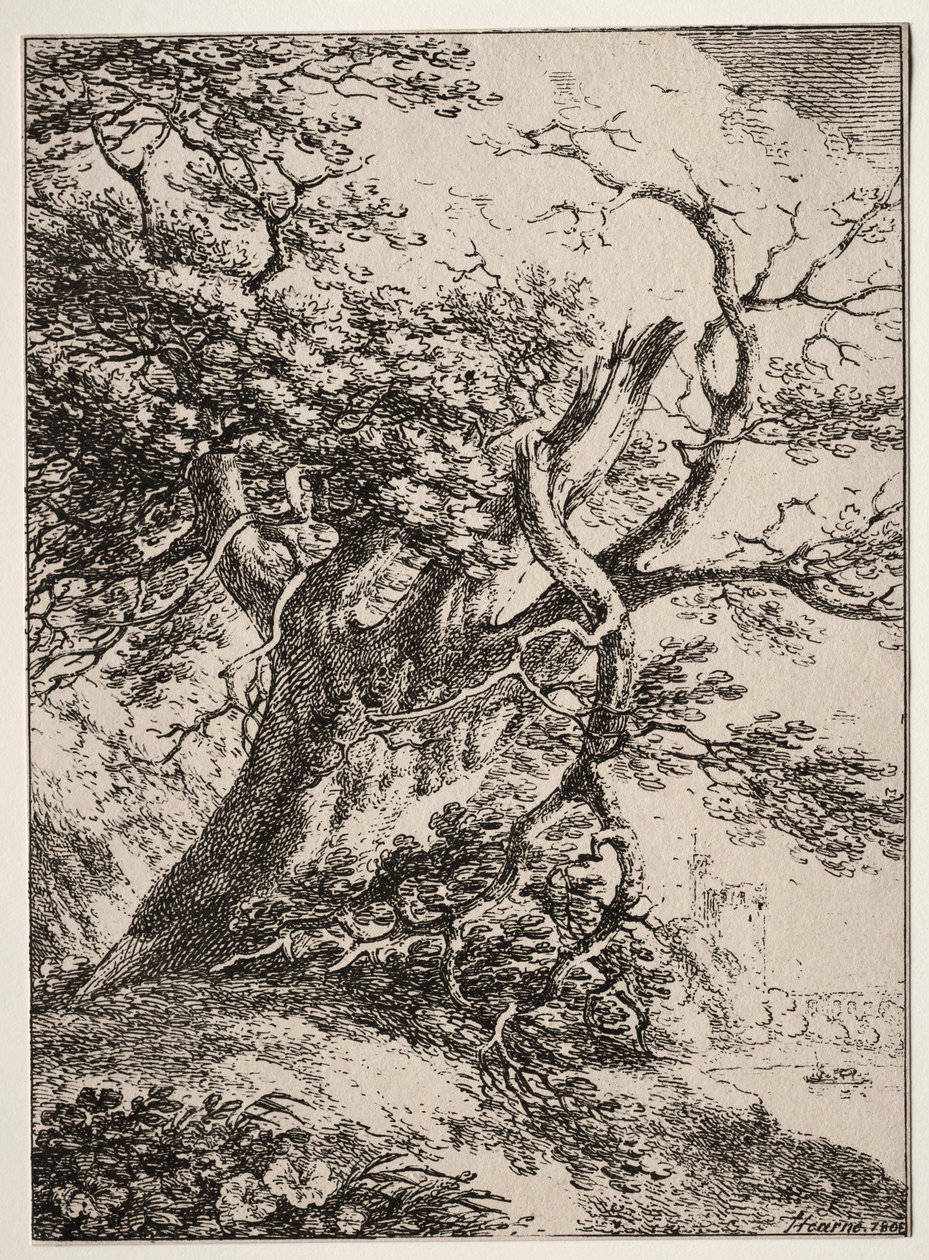 Poliotografi Örnekleri: Meşe Ağacı ile Peyzaj, 1803. by Thomas Hearne