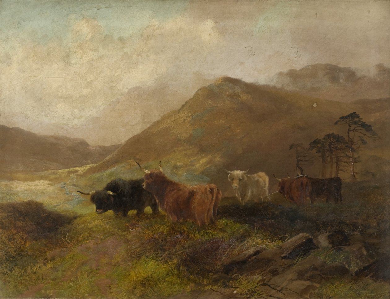 Cheviot