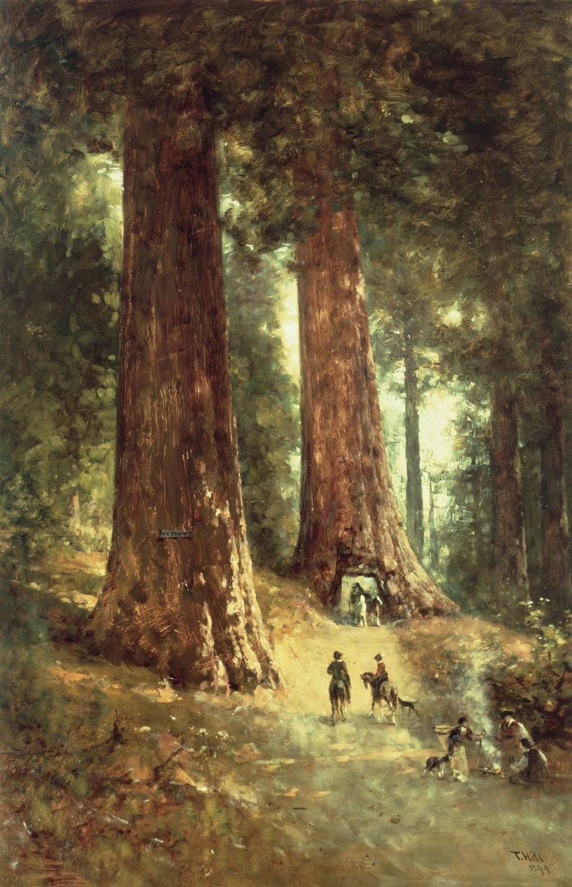 Redwoods