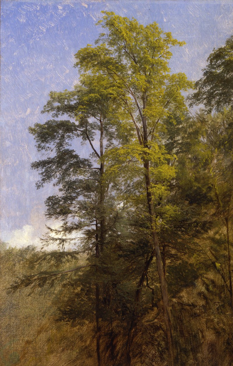 Ağaç Çalışması, Catskill Clove, N.Y. by Thomas Hiram Hotchkiss