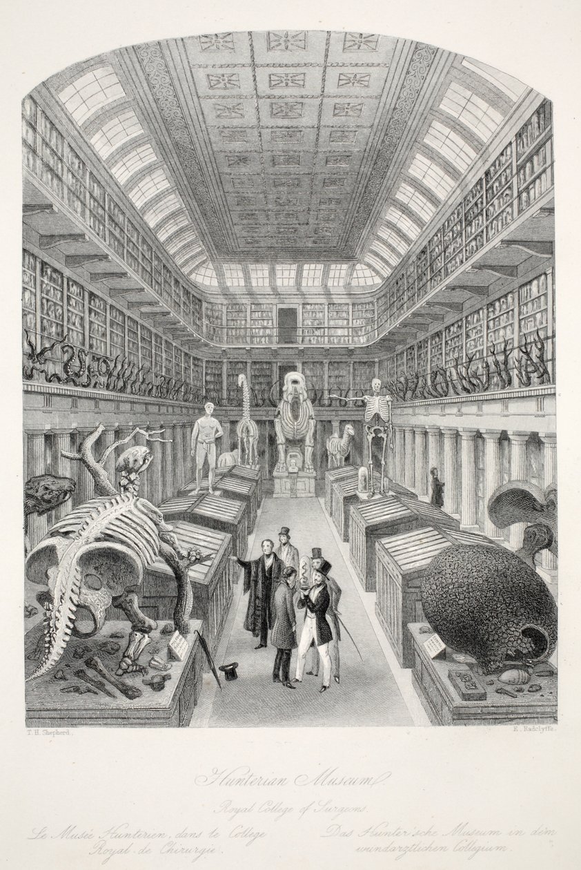 Hunterian Müzesi, Royal College of Surgeons, 