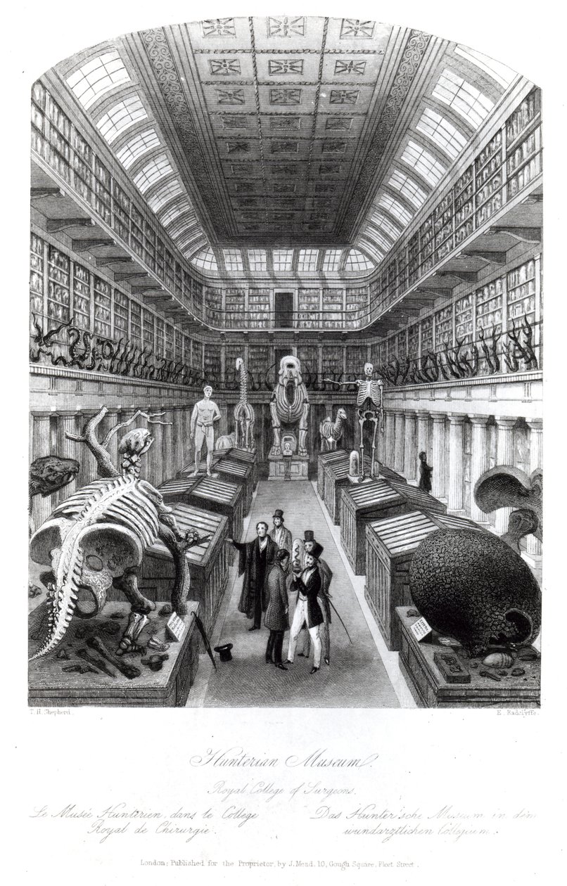 Hunterian Müzesi, Edward Radclyffe tarafından kazınmış 