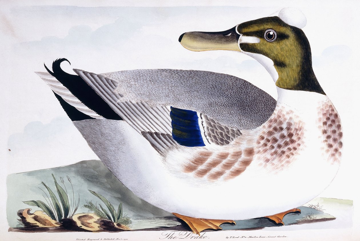 Ejderha, 1791-96 by Thomas Lord