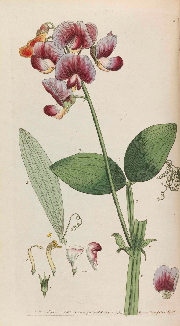 Rustik flora, 1792. by Thomas Martyn