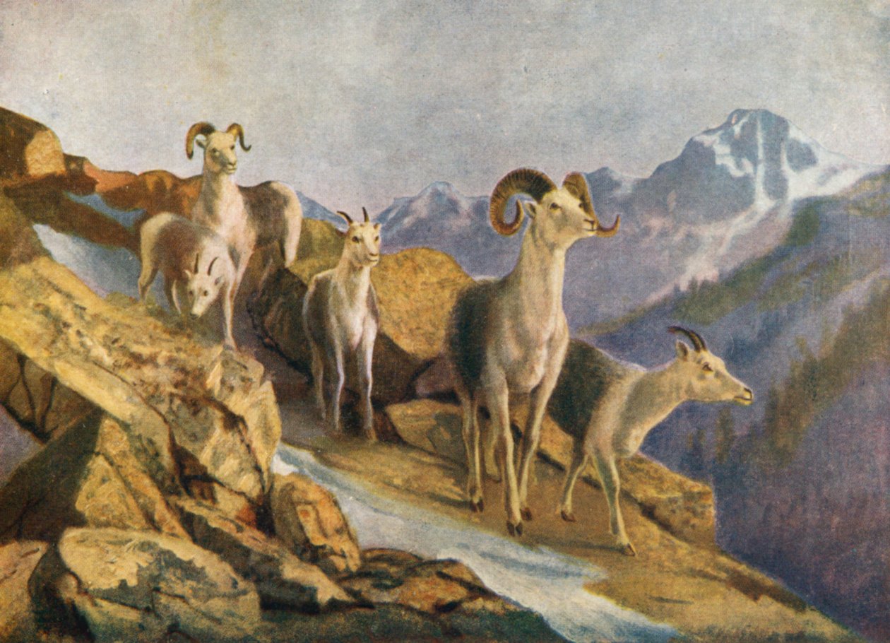 Yem için aşağı inen Yelpaze Koyun (renkli lito) by Thomas Mower Martin