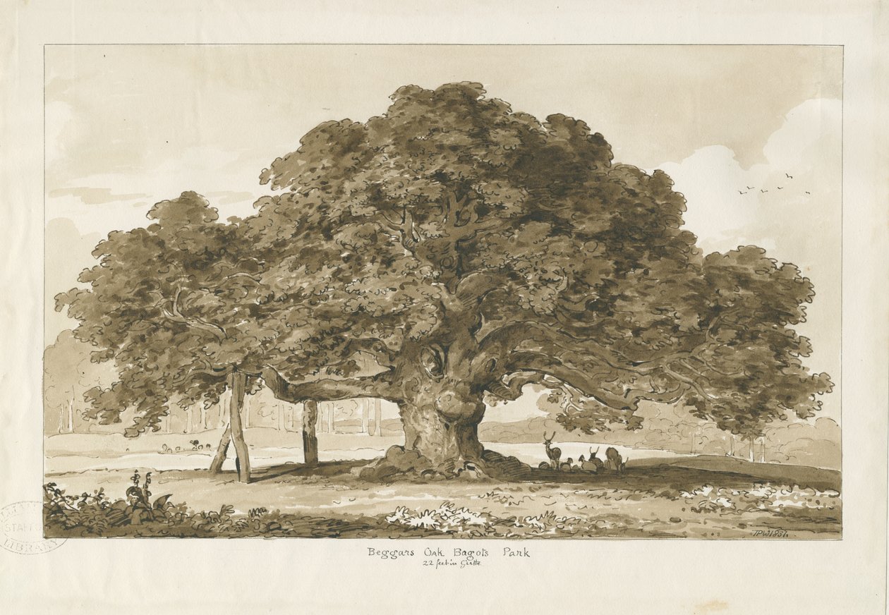 Blithfield - Dilenci Meşesi: sepya çizimi, 1837 by Thomas Peploe Wood