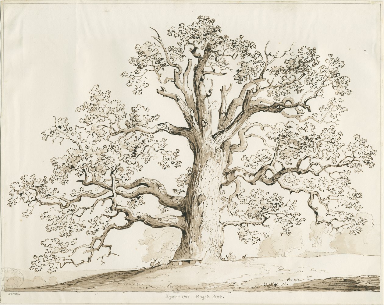 Blithfield - Squitch Oak : kalem ve yıkama, 1837 by Thomas Peploe Wood