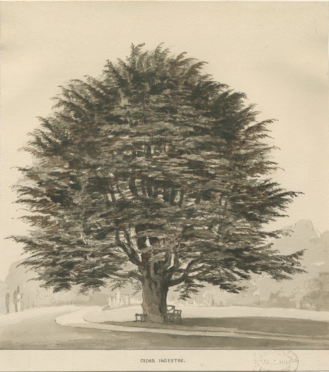 Ingestre - Sedir ağacı: sepya çizimi, nd [?1838] by Thomas Peploe Wood