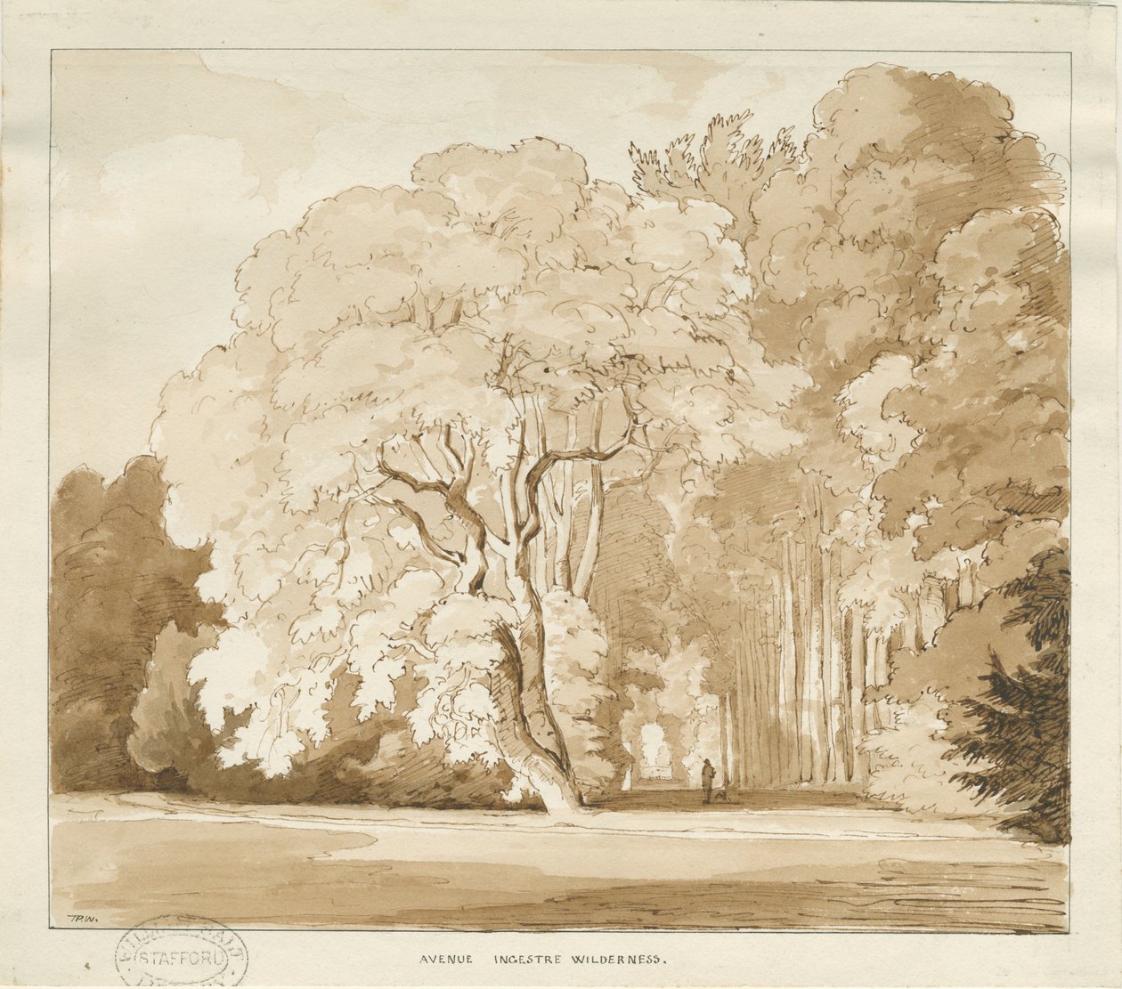 Ingestre - ağaçların incelenmesi: sepya çizimi, nd [?1838] (çizim) by Thomas Peploe Wood