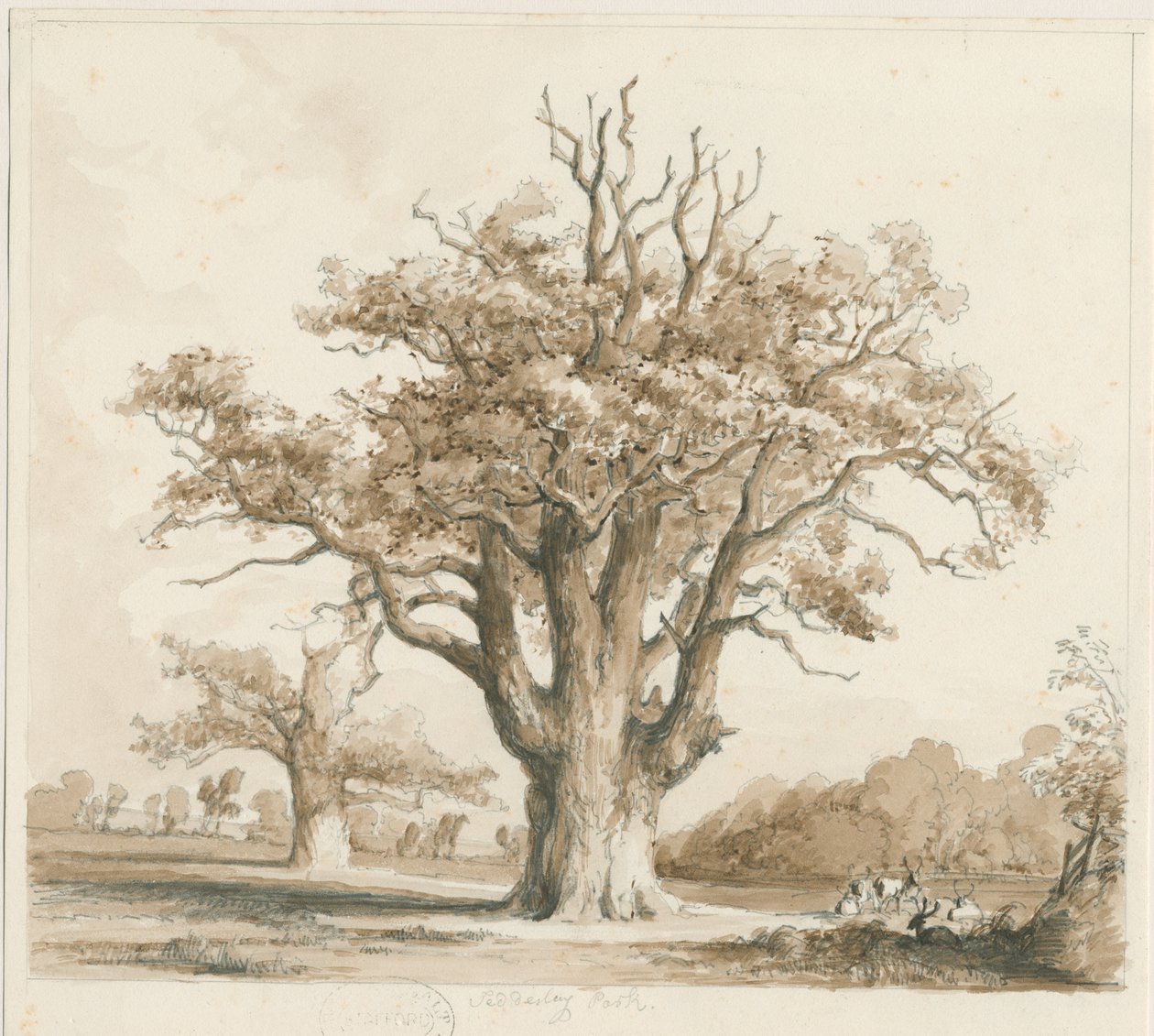 Teddesley Hall - Oak Trees: karakalem ve yıkama çizimi, nd [Kasım 1842] by Thomas Peploe Wood