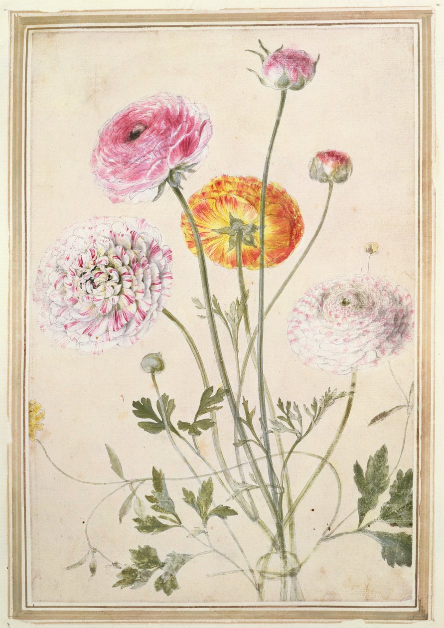 Çiçek Çalışması, c.1760 by Thomas Robins
