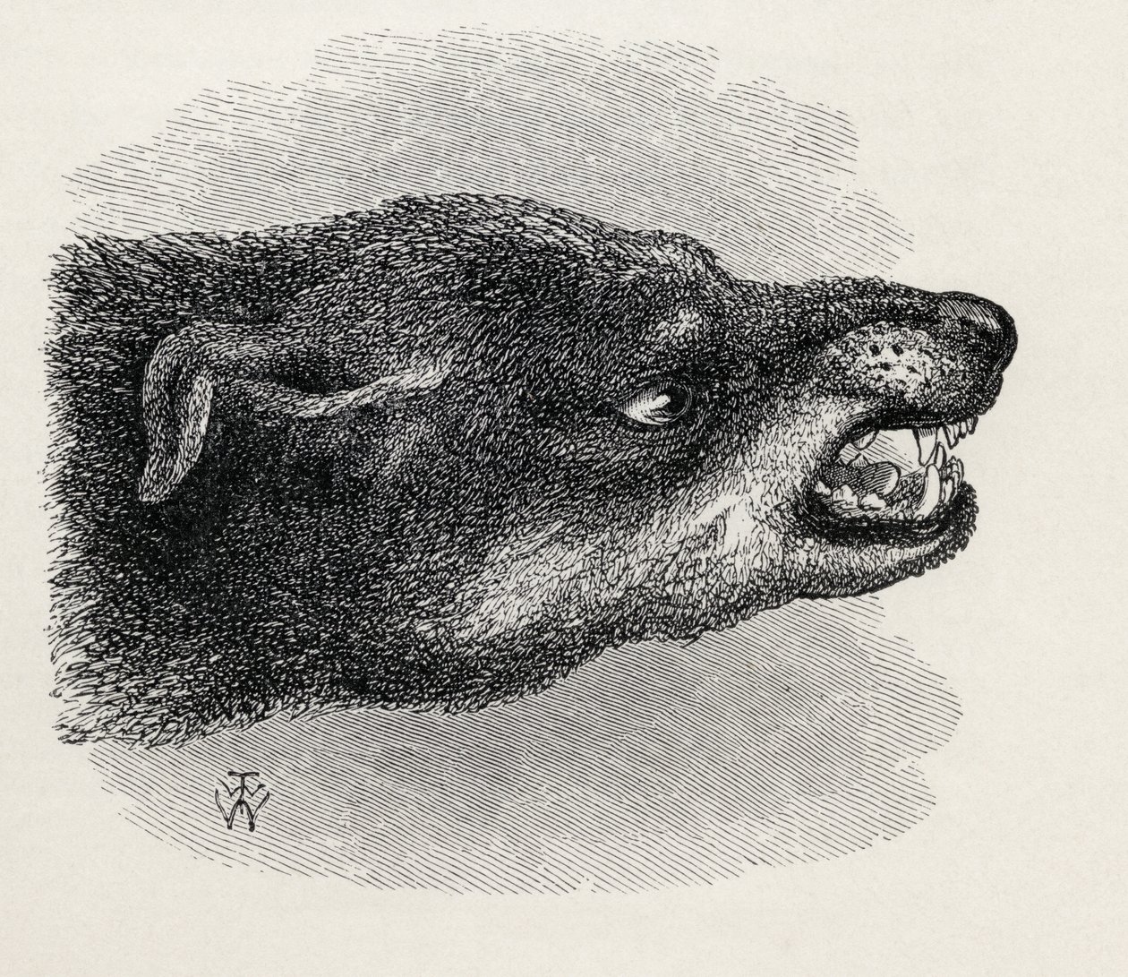 Hırıltılı köpek başkanı, Charles Darwin
