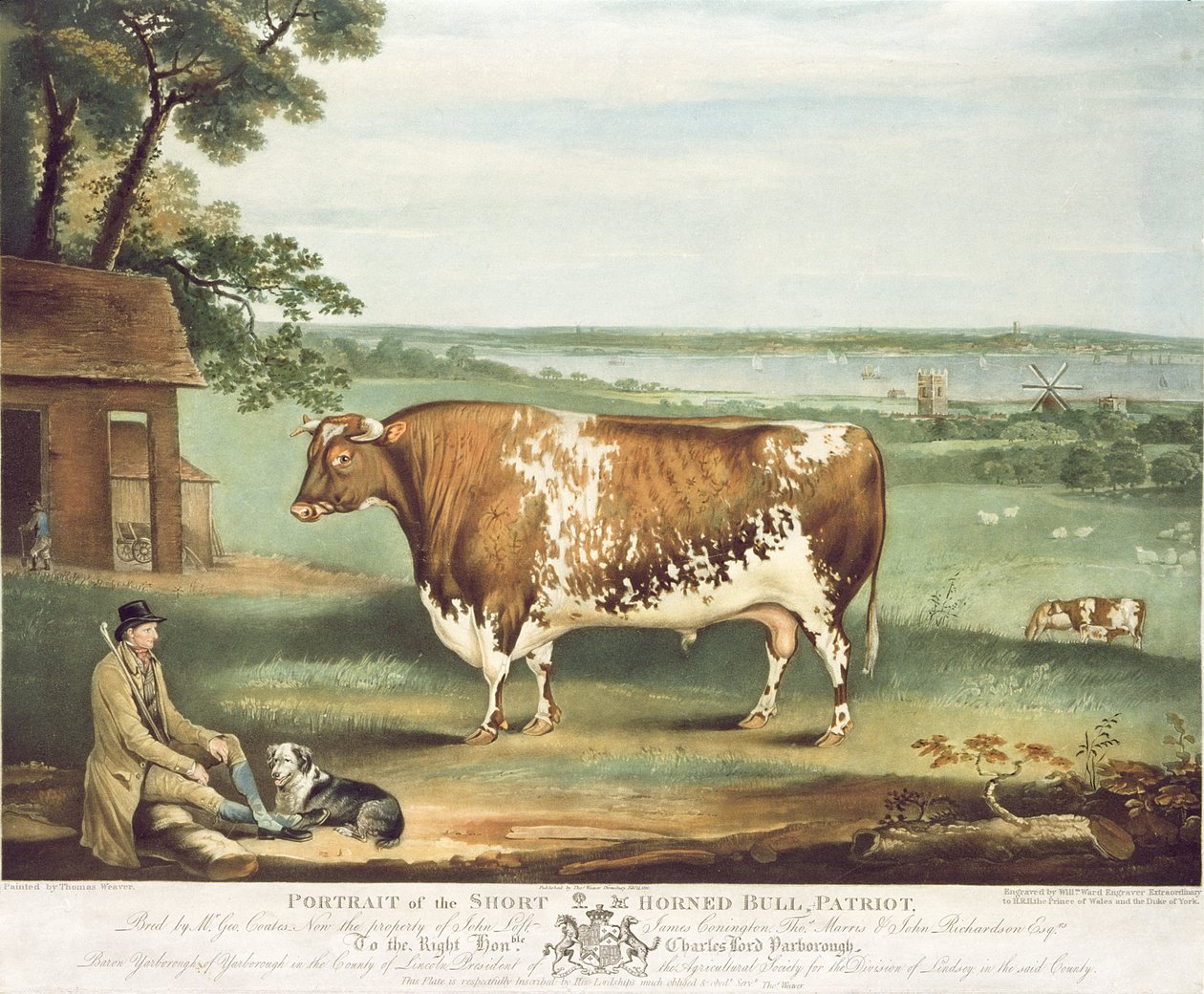 Kısa Boynuzlu Bir Boğa, Vatansever, William Ward tarafından oyulmuş, Shrewsbury, 1810 (renkli gravür) by Thomas Weaver