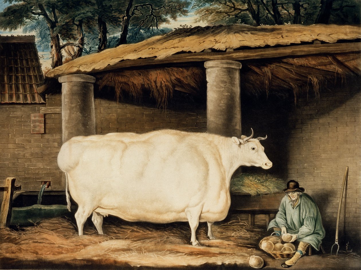 Kısa Boynuzlu Bir Düve, tarafından oyulmuş, William Ward, Dartington, 1811 (renkli gravür) by Thomas Weaver
