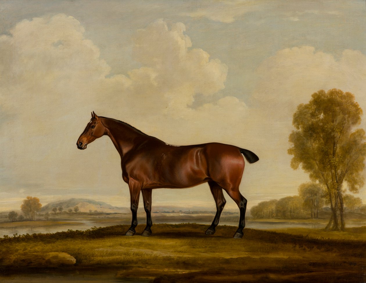 Georgiana: Bir At, 1819 dolayları (tuval üzerine yağlı boya) by Thomas Weaver