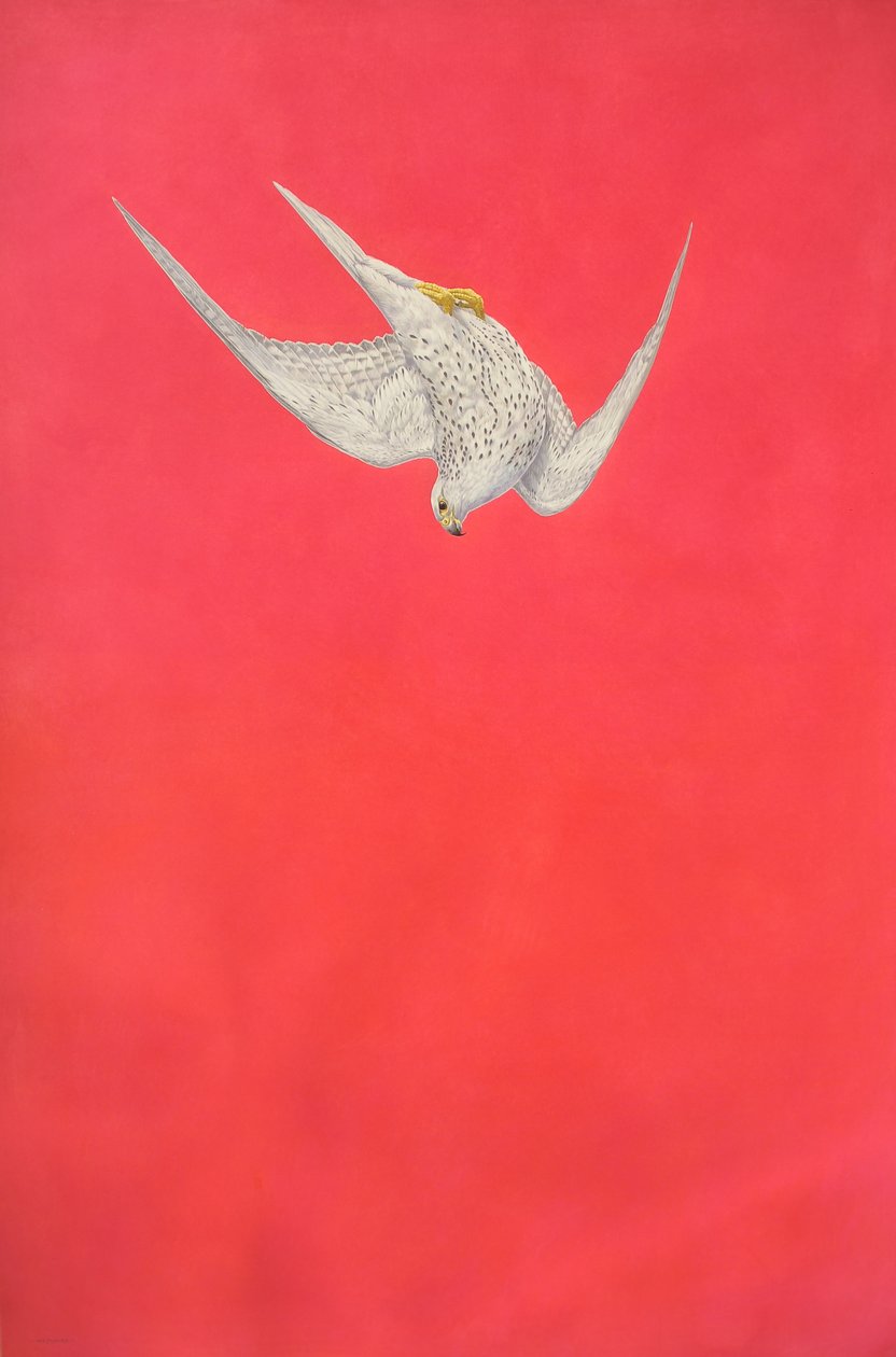 Pembe Baskın; gyrfalcon by Tim Hayward