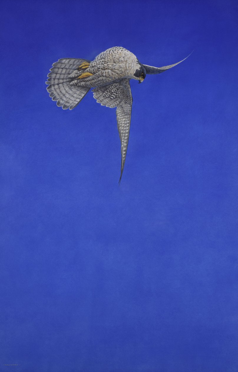 Tirbuşon Durağı; Alaca şahin by Tim Hayward