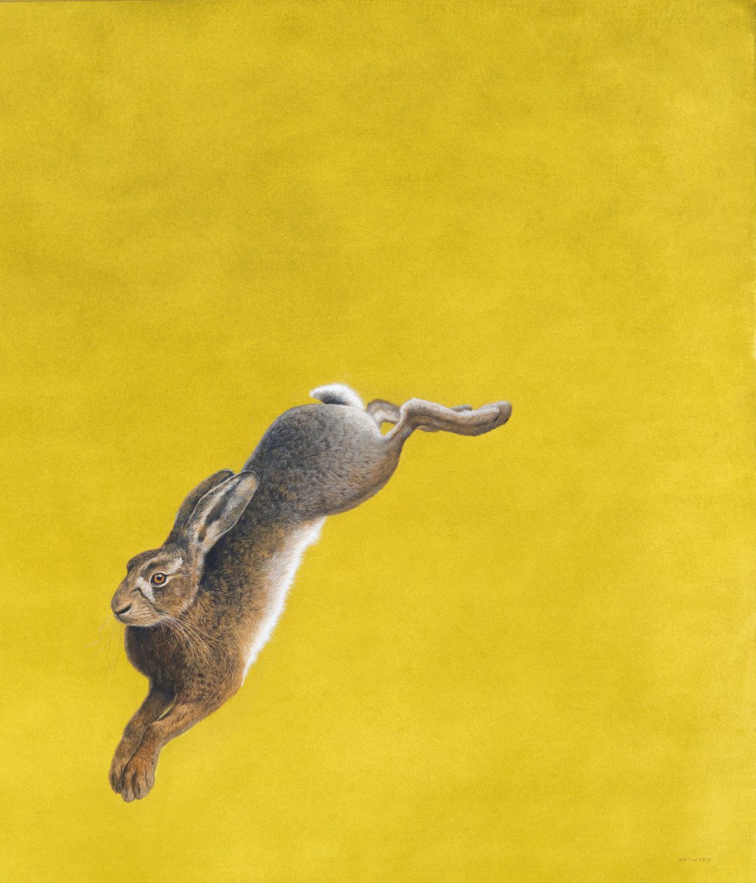 Arches 640gsm kağıt, 101,6 x 86.3cm üzerine Leap-Sarı, Suluboya ve guaj by Tim Hayward