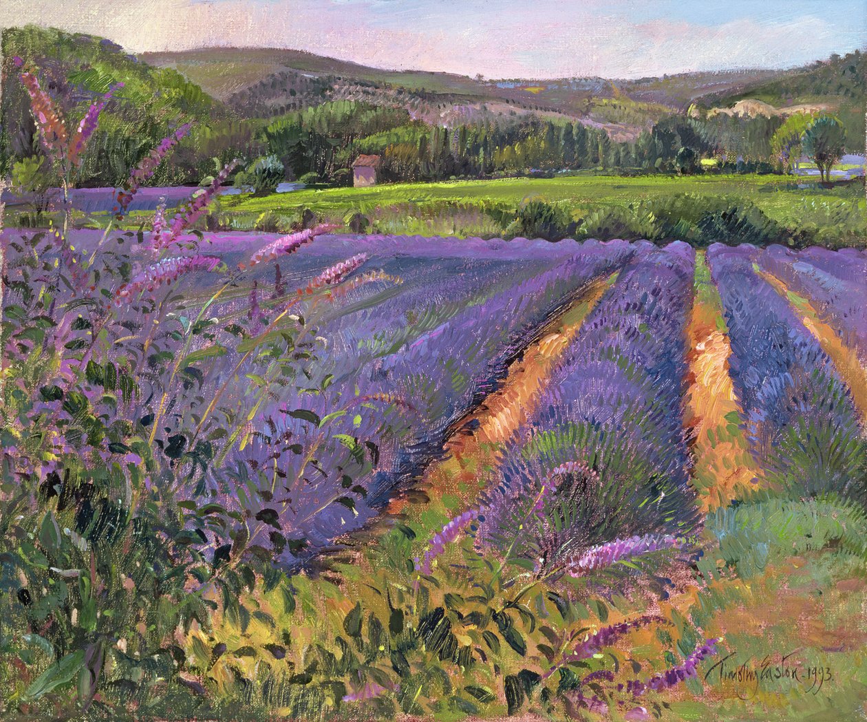 Buddleia ve Lavanta Tarlası, Montclus, 1993 by Timothy Easton
