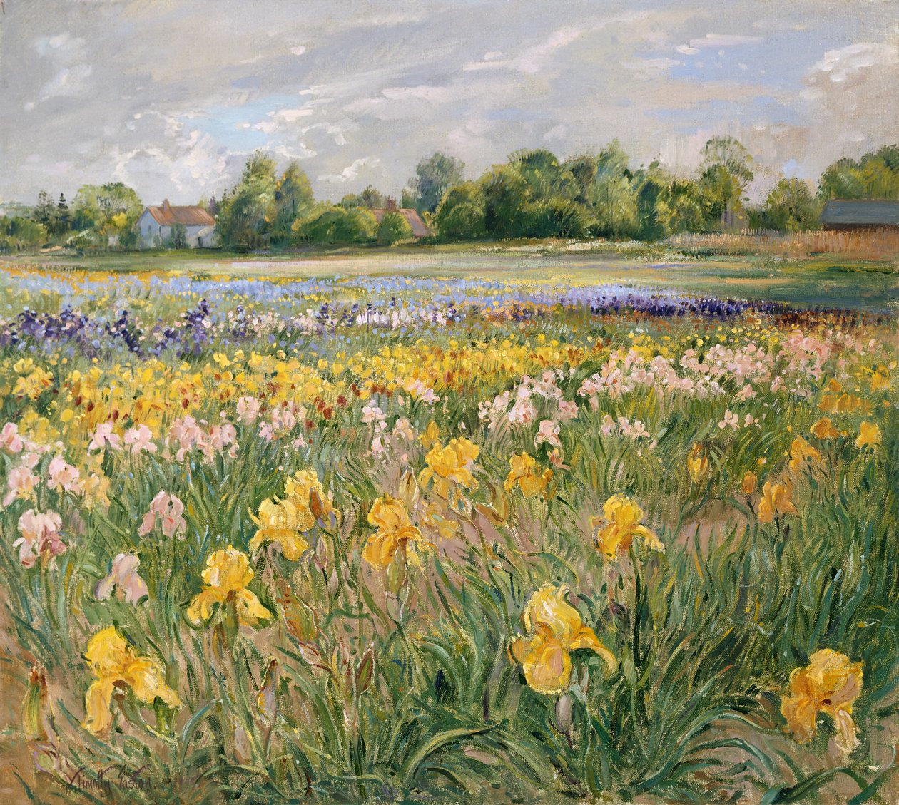 Kulübeler ve İris Alanı by Timothy Easton