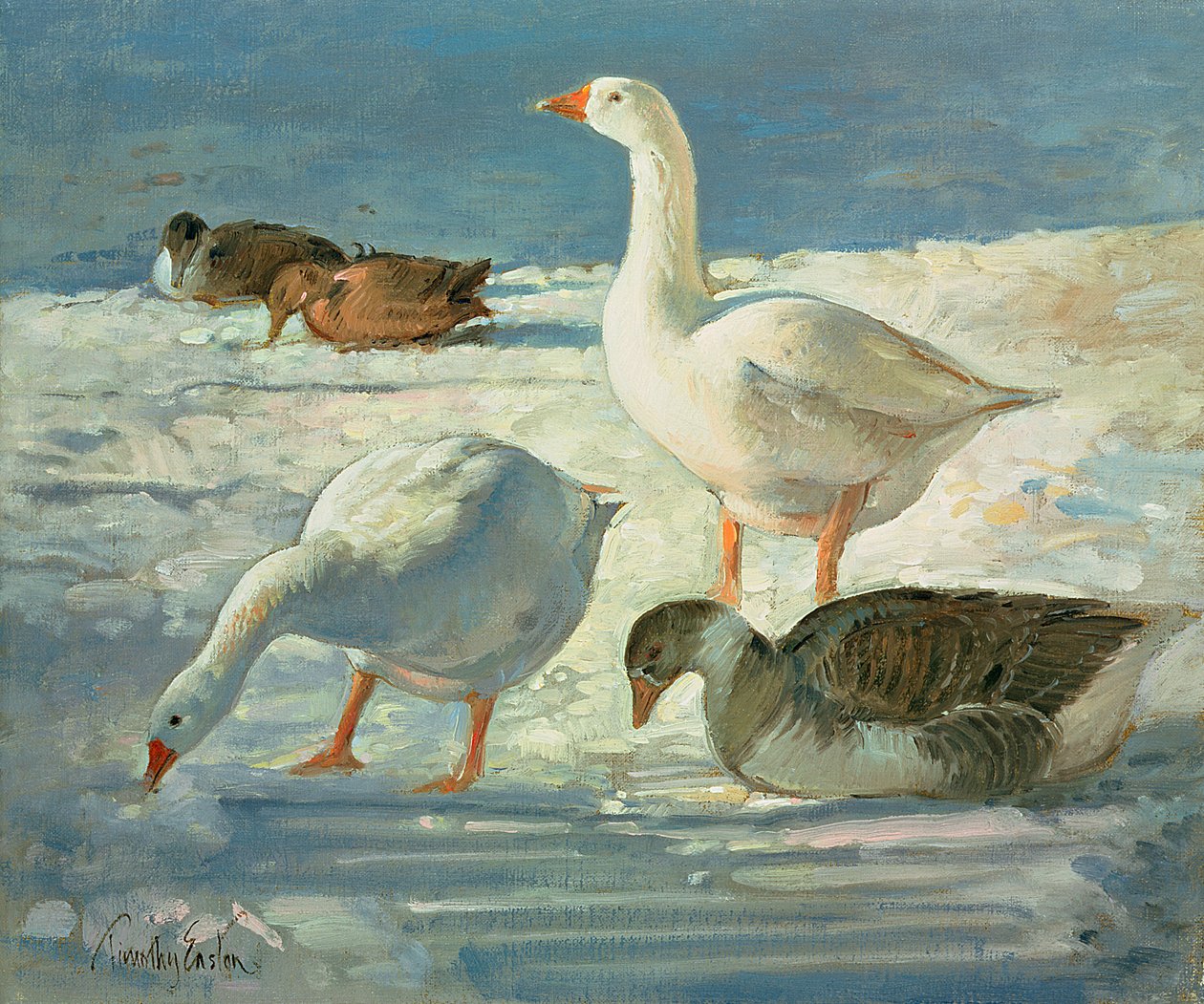 Kazlar ve Yeşilbaşlar, 2000 by Timothy Easton