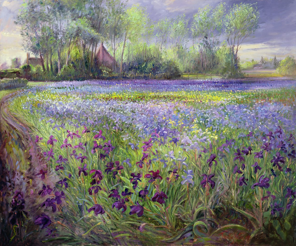 Iris Field