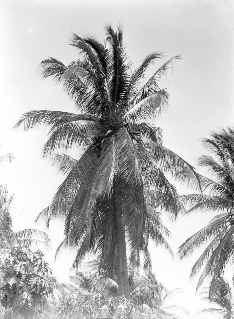 Palmiye Ağacı, 1925 by Tina Modotti