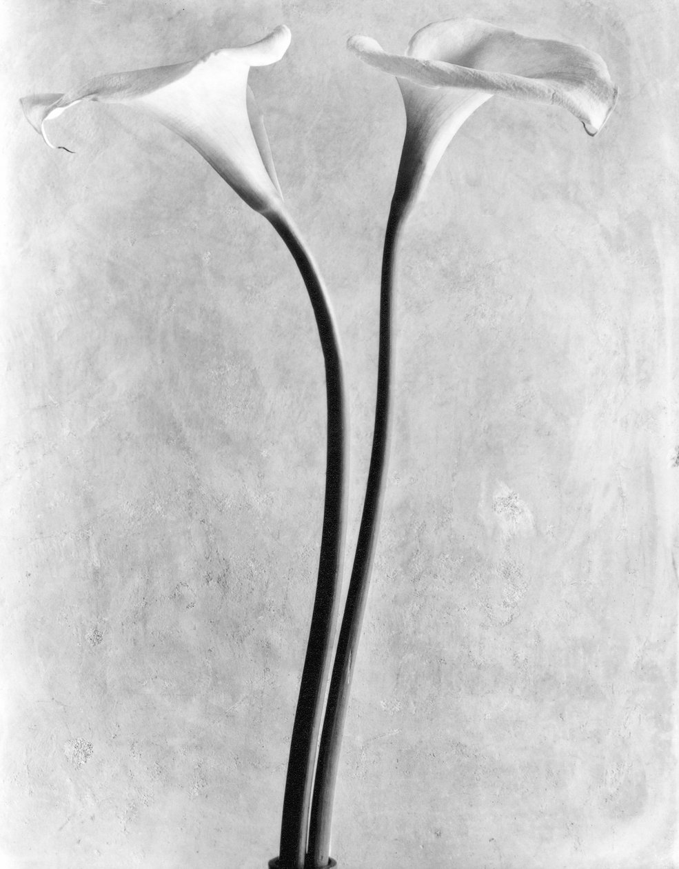 Calla Zambakları, Mexico City, 1925 by Tina Modotti