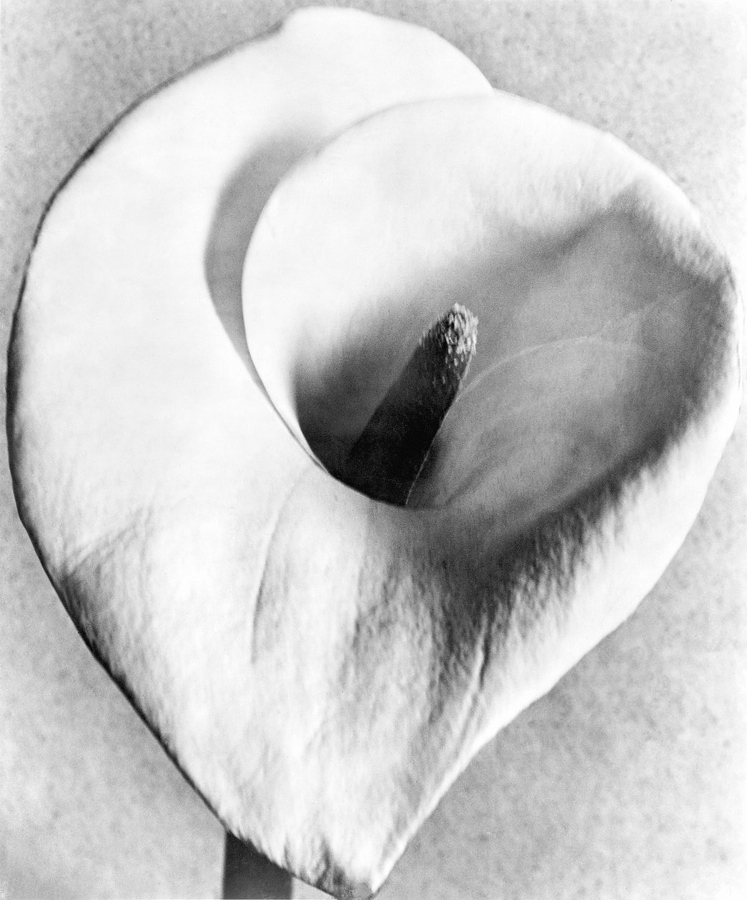Calla Lily, Meksiko, 1925 by Tina Modotti