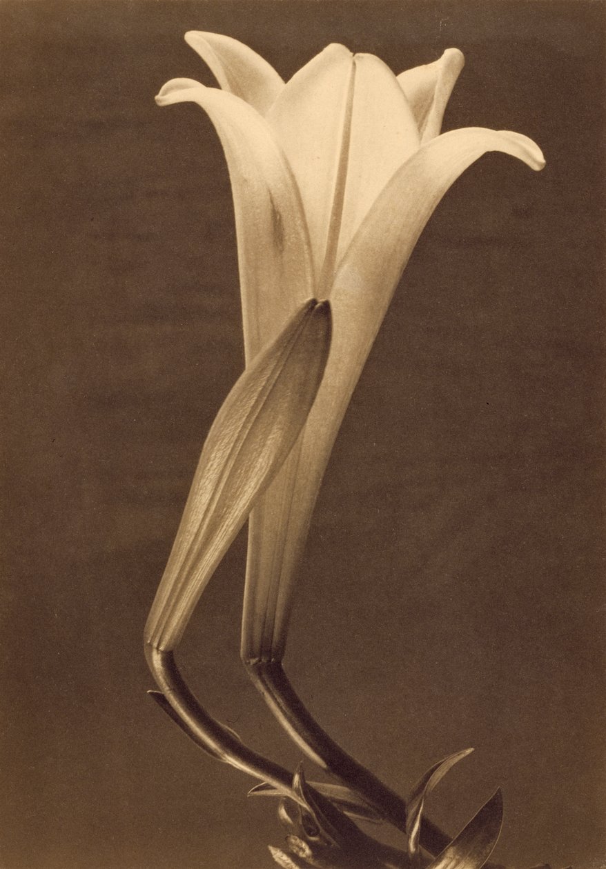 Tina Modotti