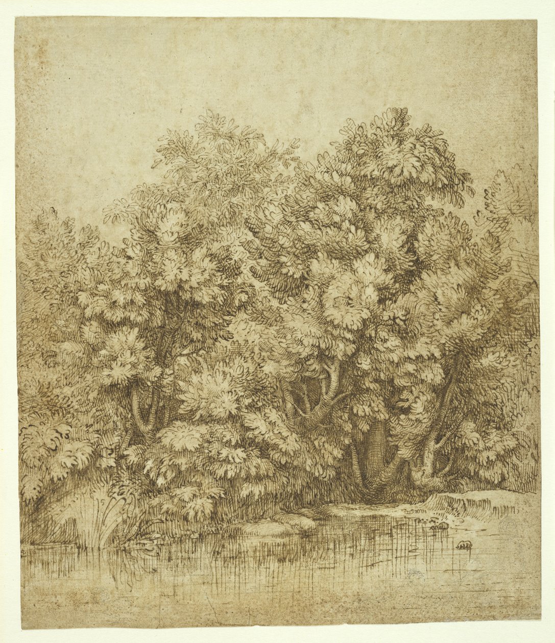 Su Havuzunun Yanındaki Ağaçlar, c.1530 (krem antika kağıt üzerine kömür üzerine kahverengi mürekkep) by Tiziano Vecelli