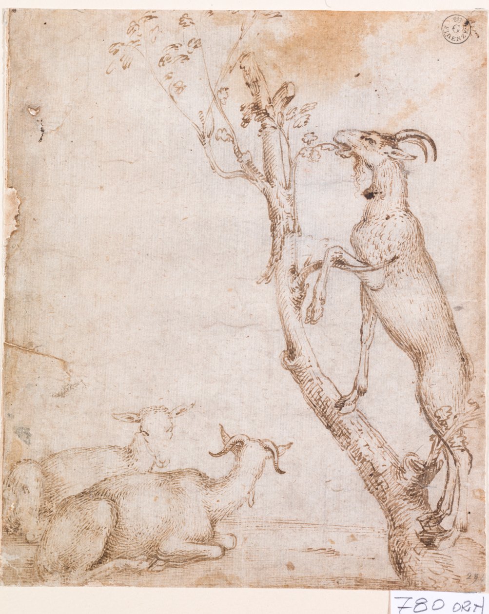 Meradaki Keçiler (kağıt üzerine kalem ve mürekkep) by Titian (c.1488 1576)