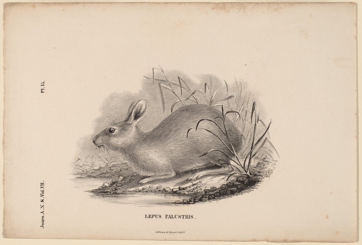 Lepus Palustris by Titian Ramsay Peale