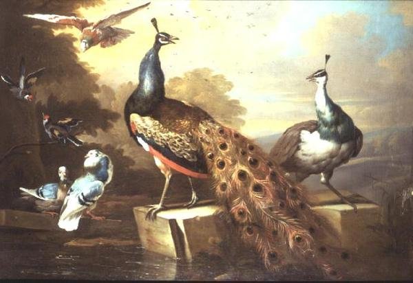 Peacock ve Pea Chicken Peyzajda by Tobias Stranover