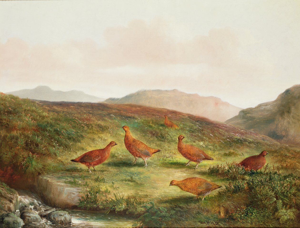 Moorland manzarasında orman tavuğu by Tom Hold