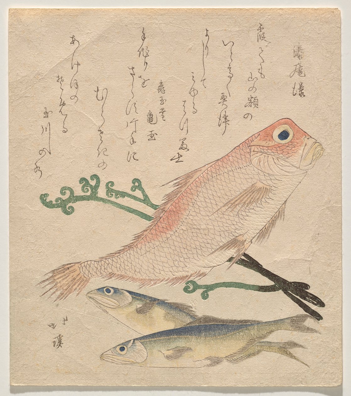 Pembe çipura (shiro-amadai) ve iki küçük alabalık (ai) by Totoya Hokkei