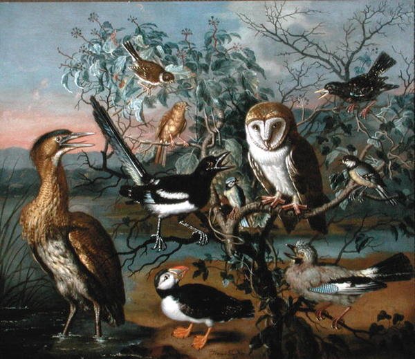 Bir Kuş Konseri: Bir Puffin, Jay, Great Tit, Bittern, Starling, Magpie, Yellowhammer, Red Bunting ve Peçeli Baykuş (tuval üzerine yağlı boya) by Trajan Hughes