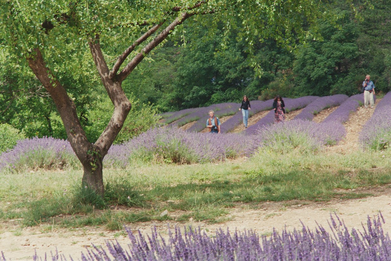 Lavanta Tarlasında Ağaç, Abbaye Senanque Arazisinde, Provence, Fransa, 1999 by Trevor Neal