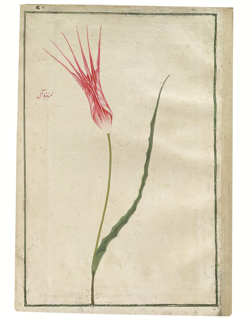 'Nazende-Âl' (Kibirli kızıl), kırmızı ve krem lale, 1725 dolayları (suluboya ve gövde rengi çizimi) by Turkish School