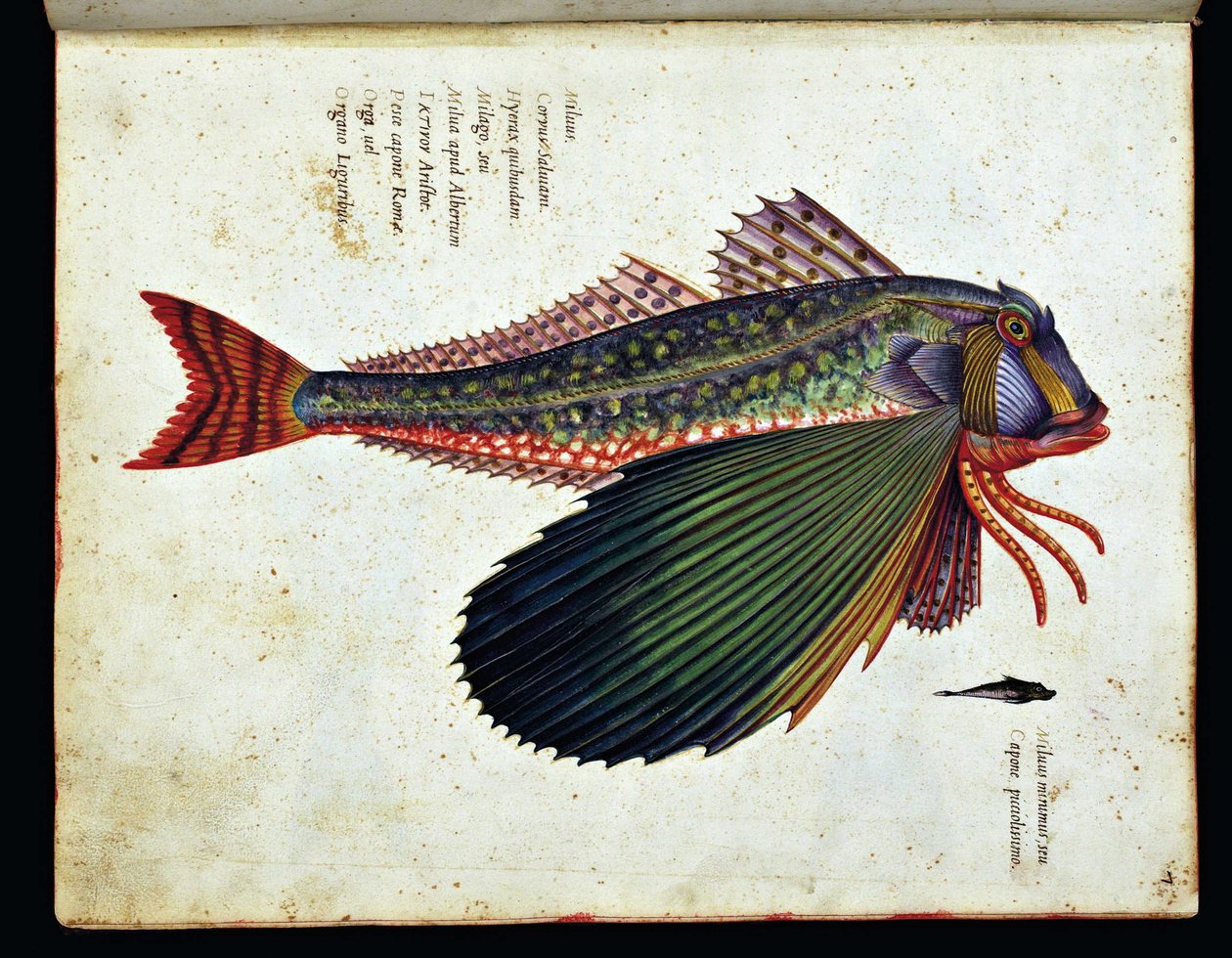 Bilinmeyen resim by Ulisse Aldrovandi