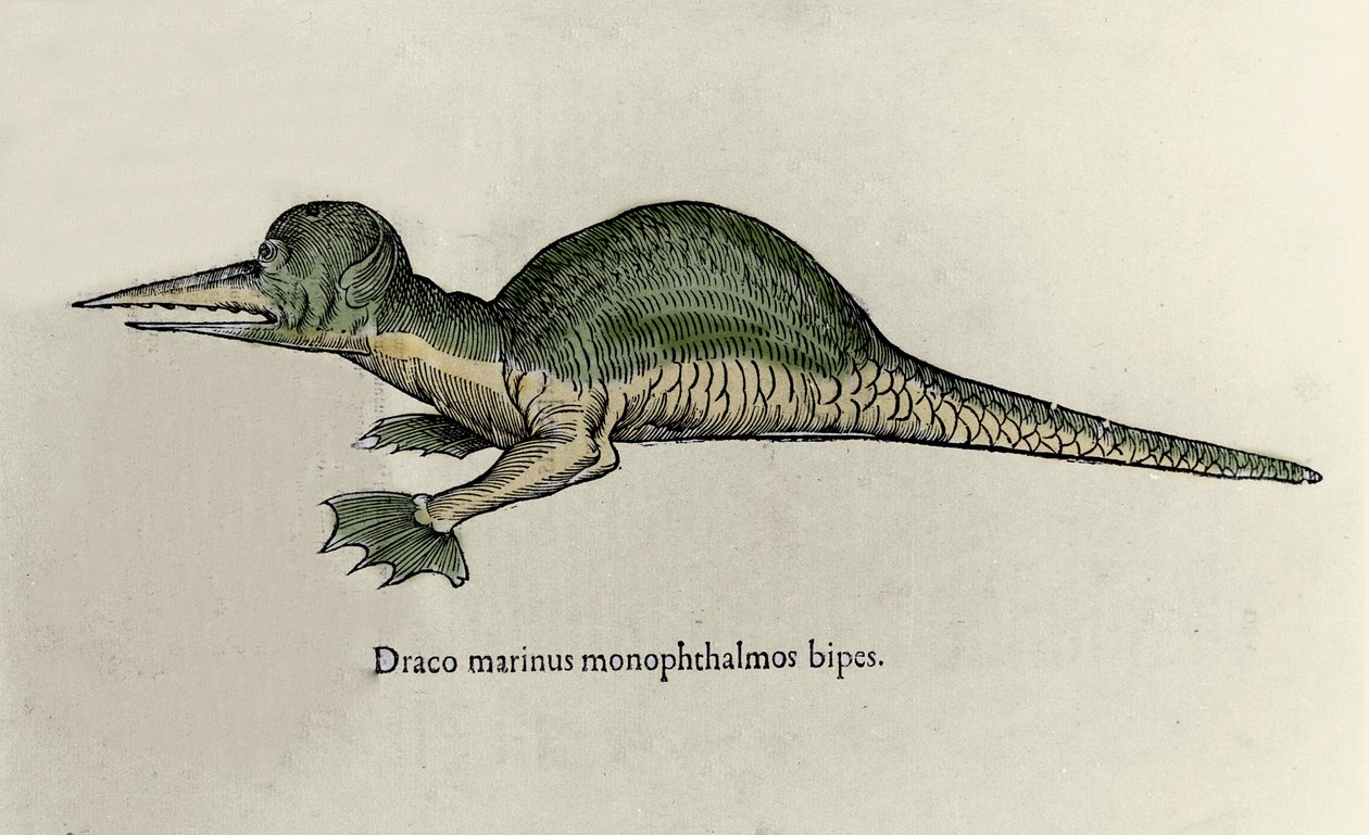 Bir deniz ejderhasının temsili. Ulisse Aldrovandi