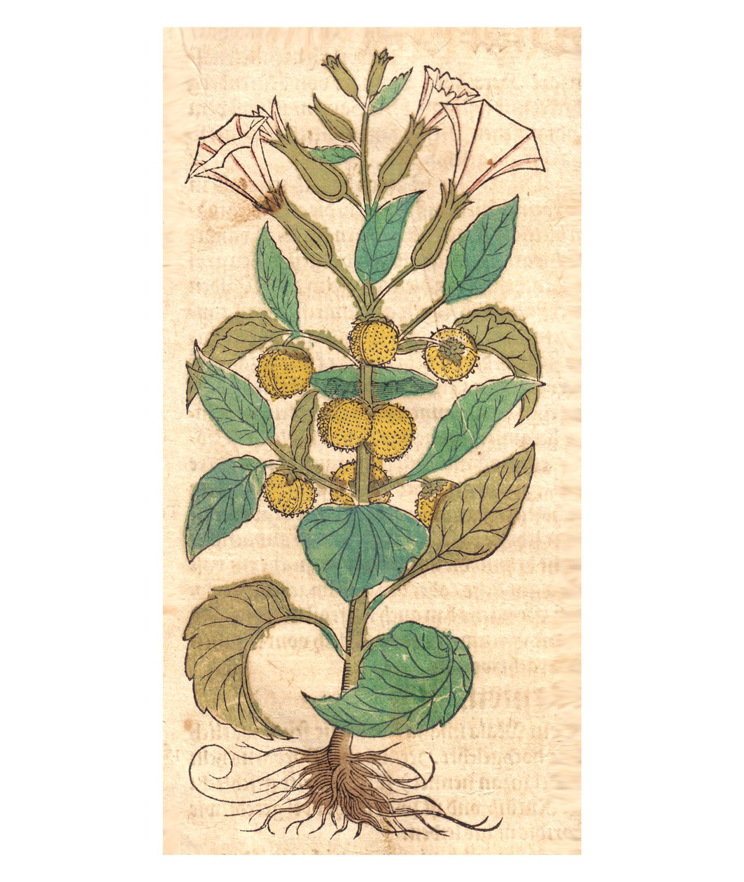 Datura metel