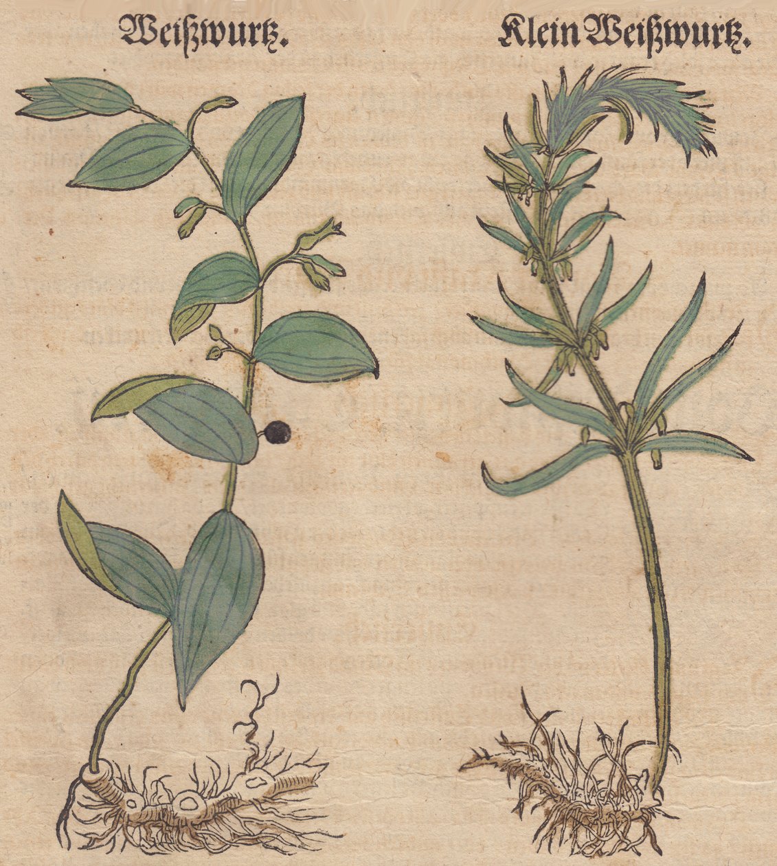 Polygonatum multiflorum ve Polygonatum verticillatum çizimi by Unbekannt Unbekannt