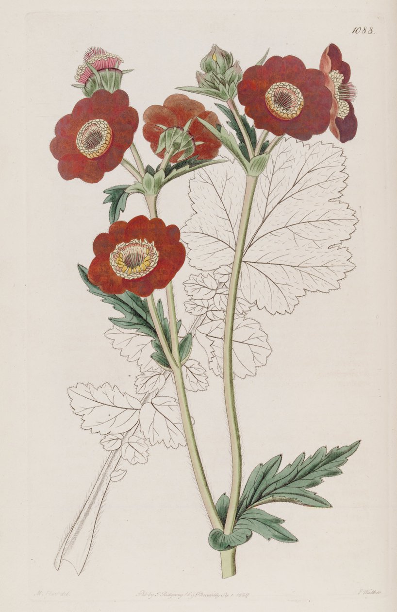 Geum quellyon, Geum coccineum Lindl olarak. by Unbekannt Unbekannt