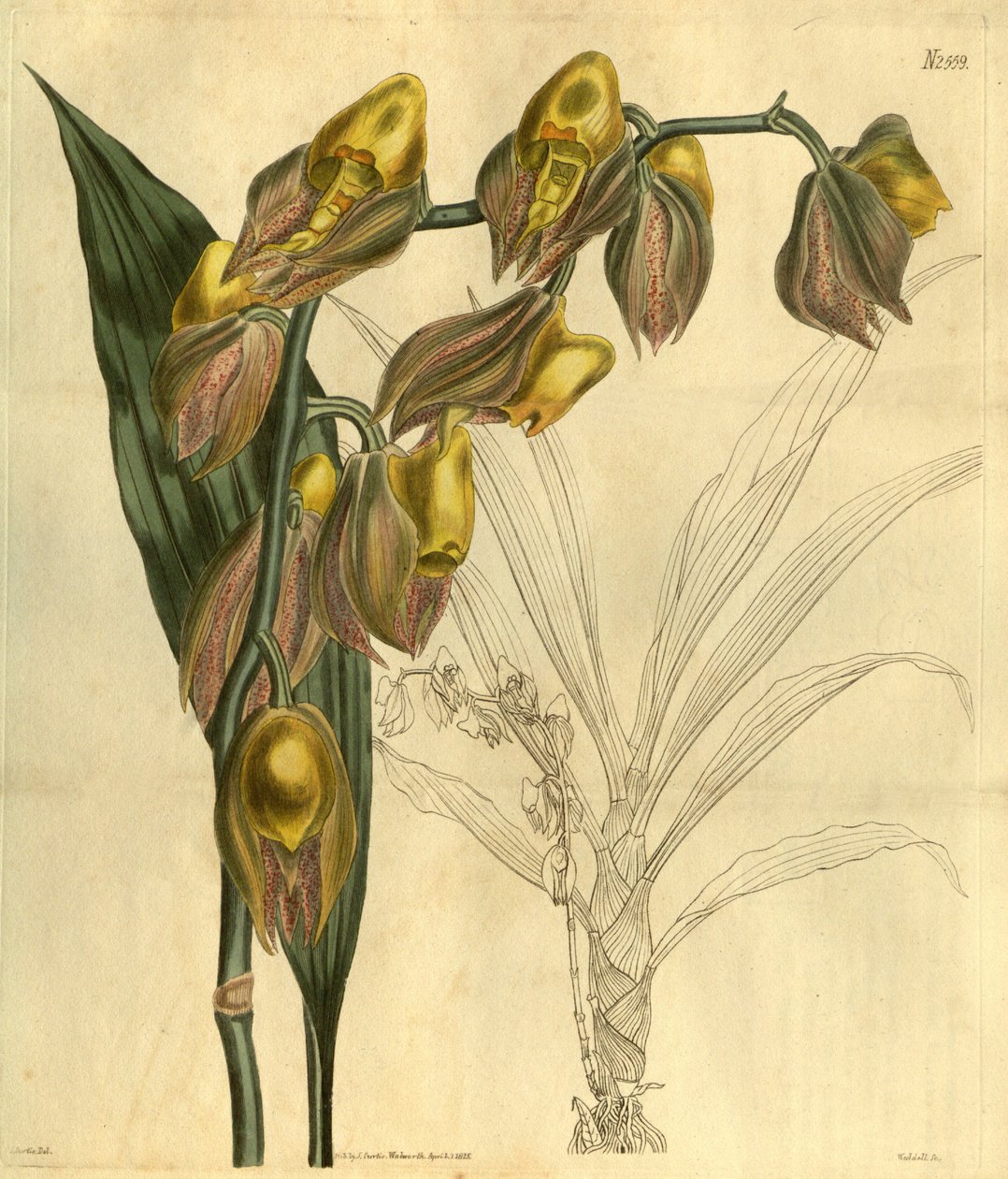 Catasetum macrocarpum